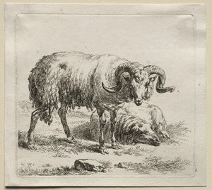 Animalia : Bélier et moutons