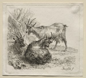 Animalia : Trois chèvres
