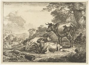 Trois vaches au repos