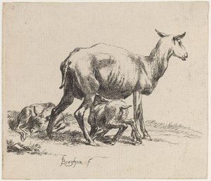 Brebis allaitant son agneau - Nicolaes Pietersz Berchem