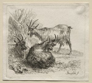 Trois chèvres