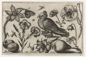Fleurs, une poire et une colombe (Vogels, bloemen, insecten etc.) - Nicolaes de Bruyn (possibly)