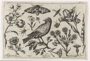 Fleurs, insectes, paon de nuit et un corbeau
