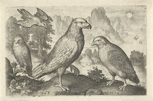 Aigle et autres rapaces (Vogels en insecten) - Nicolaes de Bruyn