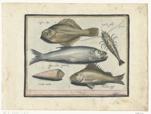 Bar, crevette, éperlan et perche Libelivs varia Genera piscium complectens Poissons d