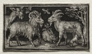 Chèvres et lièvre