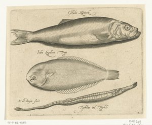 Hareng, sole et aiguille de mer