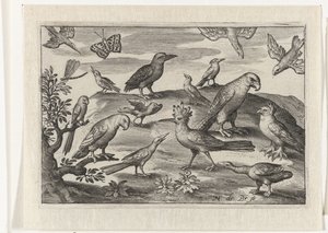 Huppe et autres oiseaux
