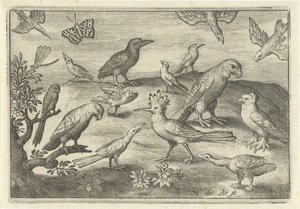Huppe et autres oiseaux (Vogels en insecten)