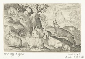 Lapins, écureuil, cochon d