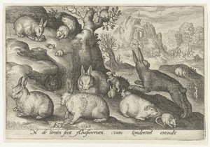 Lapins, écureuil, cobaye et souris