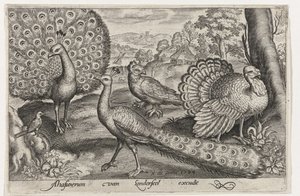 Deux paons et une dinde
