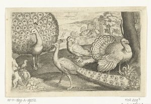 Deux paons et une dinde