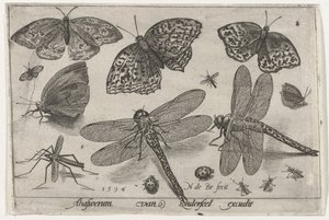 Papillons et libellules