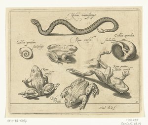 Serpent d