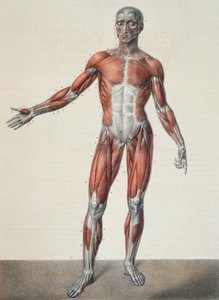 Anatomie du corps humain, de 