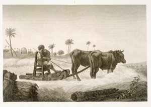 Récolte de maïs, du Volume II Arts et Métiers de 