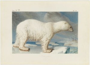 Ours polaire, 1796 - Nicolas Maréchal