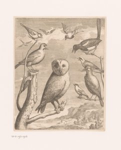 Uil en andere vogels