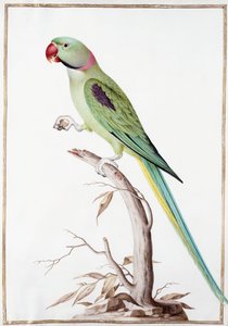 Perruche Alexandre - Nicolas Robert
