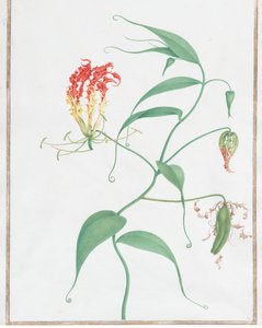 Gloriosa Superba Lys Grimpant, vers 1660