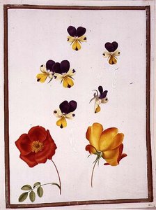 Six têtes de pensées et deux Rosa Foetida (Austrian Briar) - Nicolas Robert