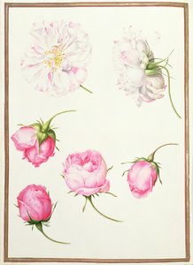 Six têtes de roses anciennes - Nicolas Robert