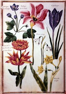 PD.109-1973.f48 Études de fleurs - Nicolas Robert