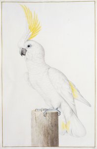 Cacatoès à huppe jaune