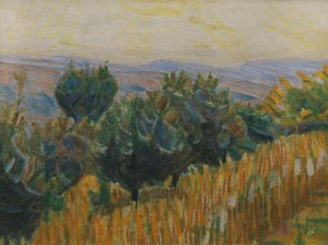 La vigne contre la lumière. Un champ de blé au premier plan. Villa Linda, Florence
