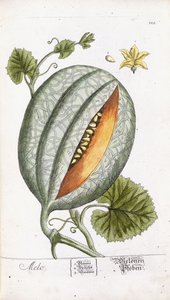 Un Melon, vers 1750-1765