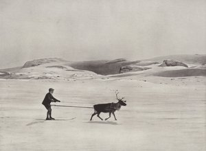 Ski-joëring avec des rennes dans les montagnes - Norwegian Photographer