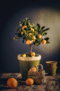 Nature morte rustique aux agrumes - Nour Al-Dien Mahmoud