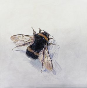 Bombus terrestris 11 (acrylique sur bois gesso) - Odile Kidd