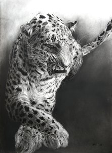 Panthera pardus 1, 2009 (fusain et conte sur papier Fabriano) - Odile Kidd