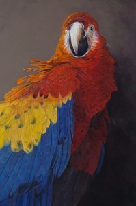 Ara écarlate 3 (détail), 2014 (acrylique sur lin) - Odile Kidd