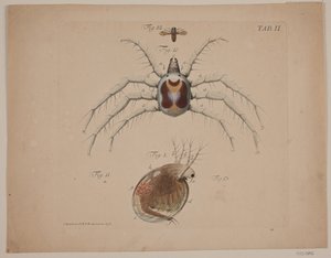 Insectes. Planche II de l