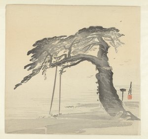 Vieux pin
