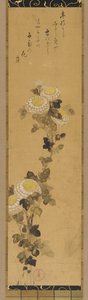 Chrysanthèmes, 18ème-19ème siècle
