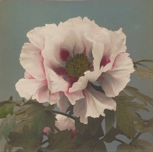 Pivoine arbustive