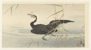 Cormoran avec poisson