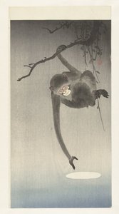 Singe et reflet de la lune