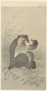 Singe avec insecte