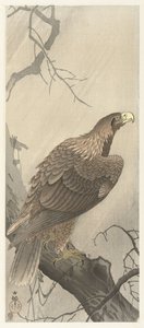 Aigle sur une branche - Ohara Koson
