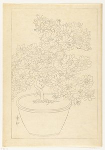 Azalée en fleurs dans un pot