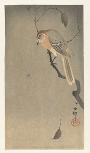 Pie-grièche à tête brune et araignée - Ohara Koson
