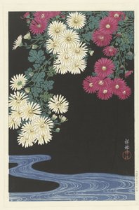 Chrysanthèmes et eau courante