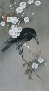 Corbeau sur une branche de cerisier en fleurs