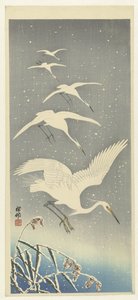 Hérons descendant dans la neige