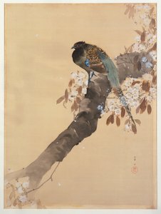 Faisan sur une branche de cerisier en fleurs